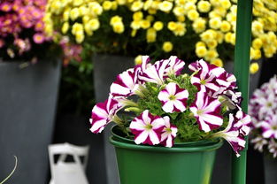 千種世園花卉順義預(yù)展紀(jì)實(shí)（三） 蔬菜篇——田園詩(shī)畫中的綠意樂(lè)章