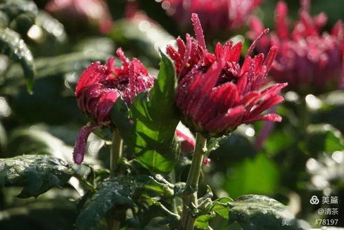 王城秋色，菊韻悠長(zhǎng) 花卉攝影中的光影詩(shī)篇