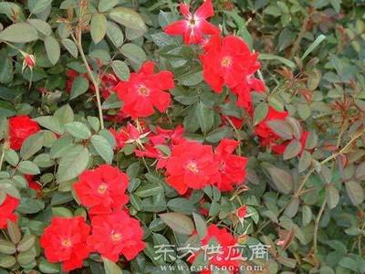 夏氏花卉 昆明月季大苗的品質(zhì)之選與市場(chǎng)行情