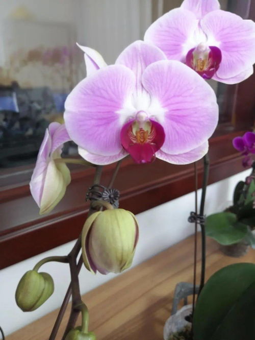 和潤(rùn)農(nóng)業(yè) 精品花卉與蔬菜火熱上市，點(diǎn)亮您的生活與餐桌